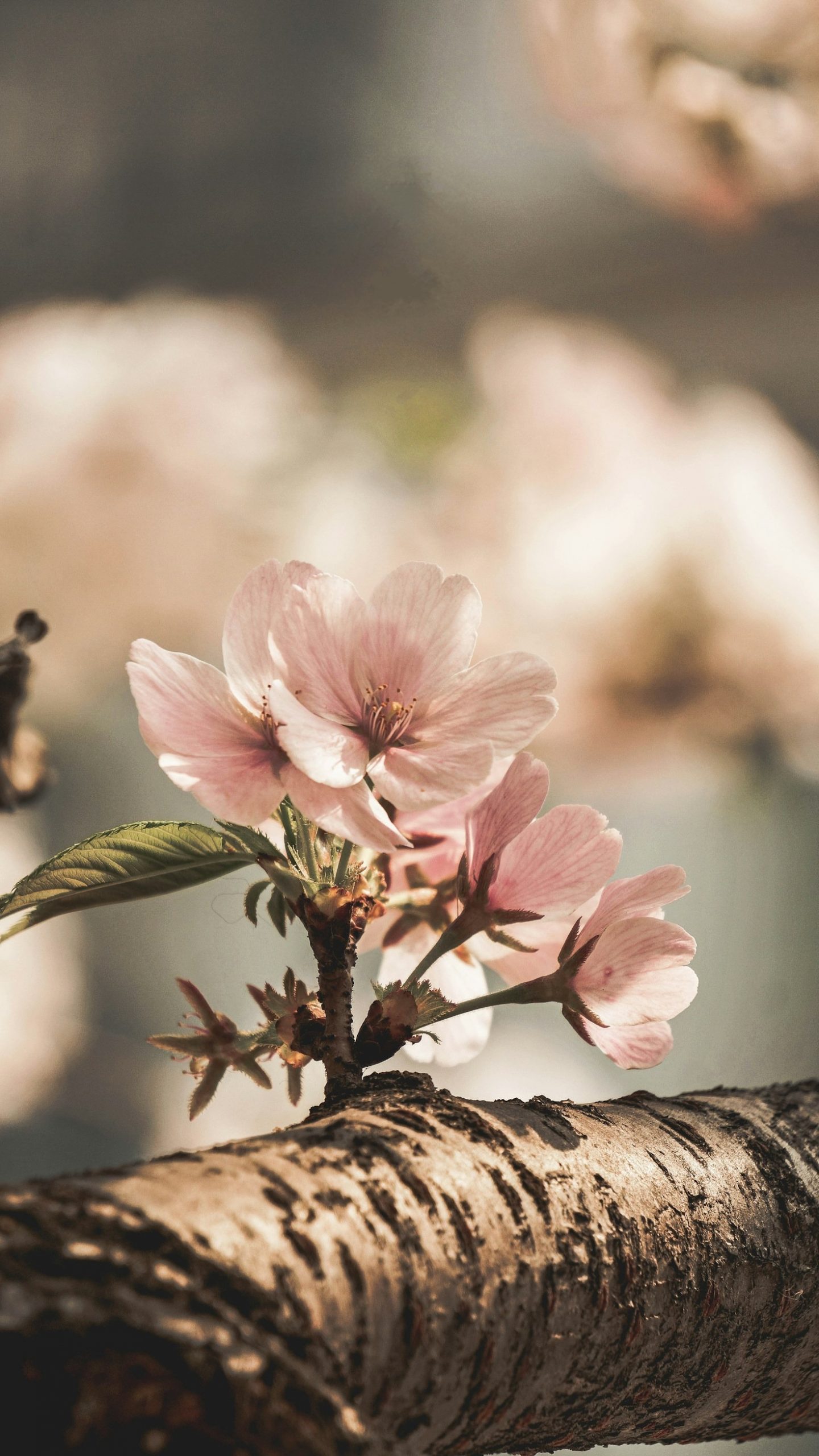 Top Inspirational Stories of Faithful Living